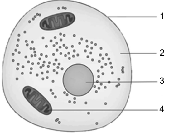 Schematische Darstellung einer Tierzelle mit Zellkern und Mitochondrien.